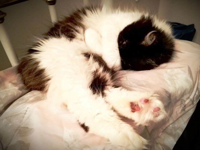 My Senior Kitty Took Over My Bed With 24 Hours Of Coming Home. She's Stayed There Ever Since