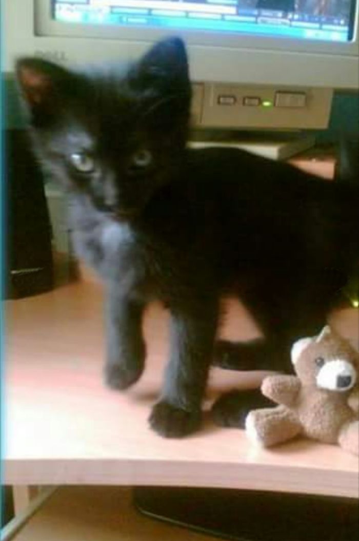 He Was The Best Cat Ever. Gentle, Charismatic And Full Of Love. I Miss Him. Died With 9 Years Due To Problems With Diabetes