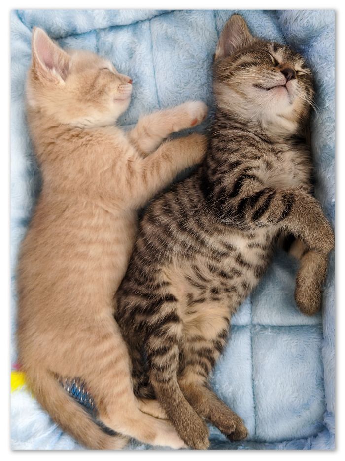 My Tiny Babies Gwen And Blake ( I Stan Shefani!😃) The Abandoned Litter Was Taken To The Shelter. We Took The 2 Tiniest Ones. They Are So Happy And Spoiled!