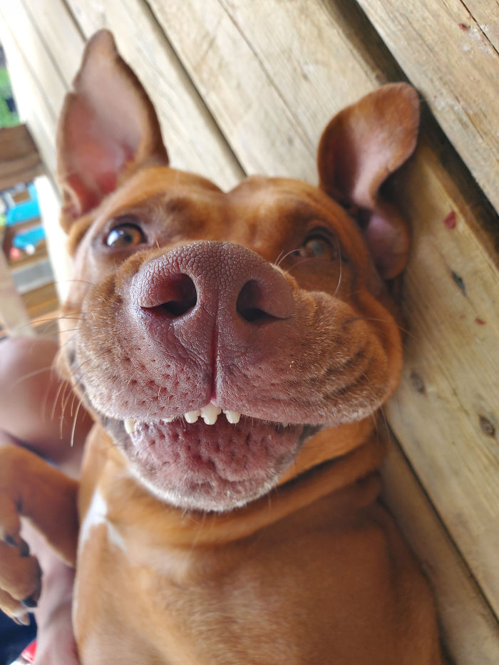 Ripley The Bat Dog 🦇