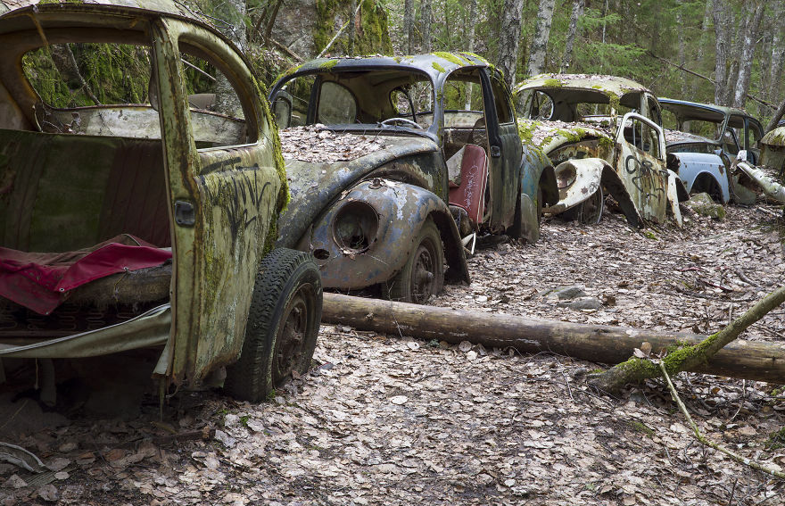A Row Of Vw Beetles