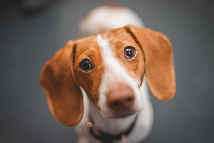 Rusty, Our American Dachshund
