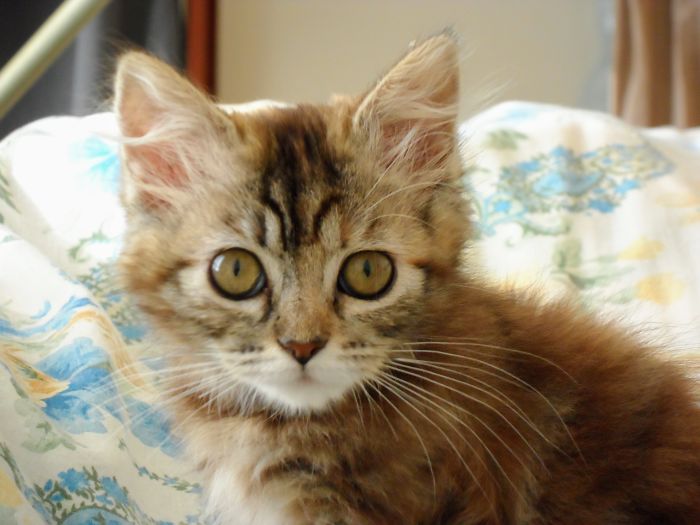 She Is Pilla, One Month After We Found Her Abandoned On The Street. Now She Is 8, And Gorgeous.