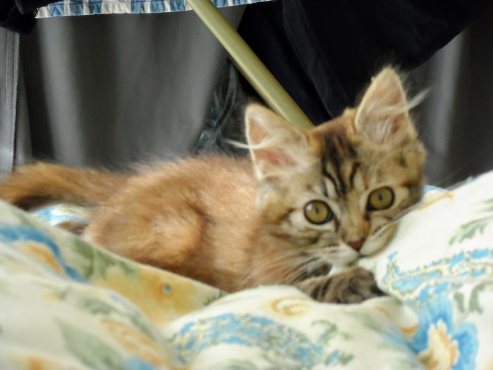 Pilla Is Playing With Us On The Bed One Month After We Rescued Her From The Street