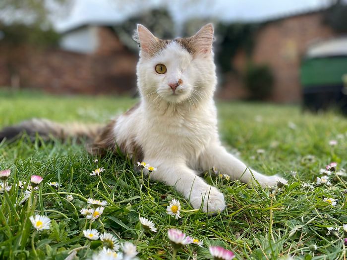 This Was Her First Time Outside. She Was Four Months Old, She Was In Shelter For A Very Long Time Because Of Her Missing Eye And Weirdly Shaved Fur. Best Cat I've Ever Had!