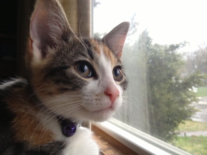 Sammy On Neighborhood Watch Duty!