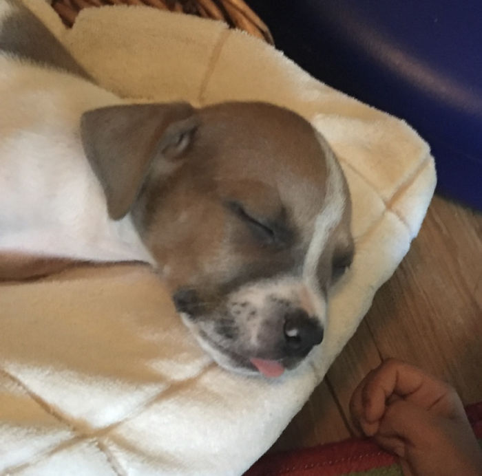 Meet Hoku. This Is Not Even A Day After We Got Him.