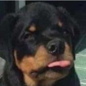 theakufos2020 avatar