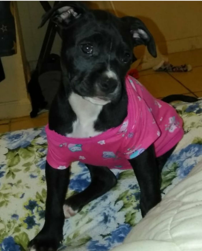 My Sweet Ursula As A Baby. Rescuing Her Was The Best Decision Ive Ever Made