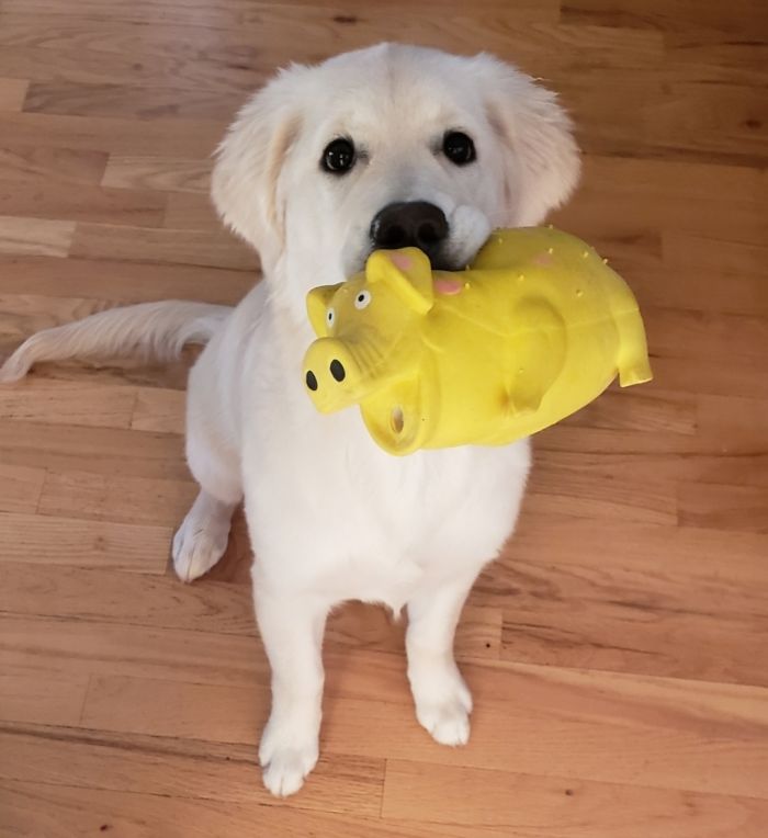 She's Always Loved Squeaky Toys! She Has Since Amassed A Collection Of At Least 30 And She Loves Them All!