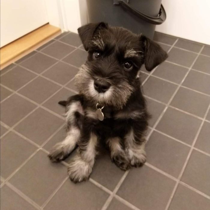 Miniature Schnauzer Mauno At Two Months