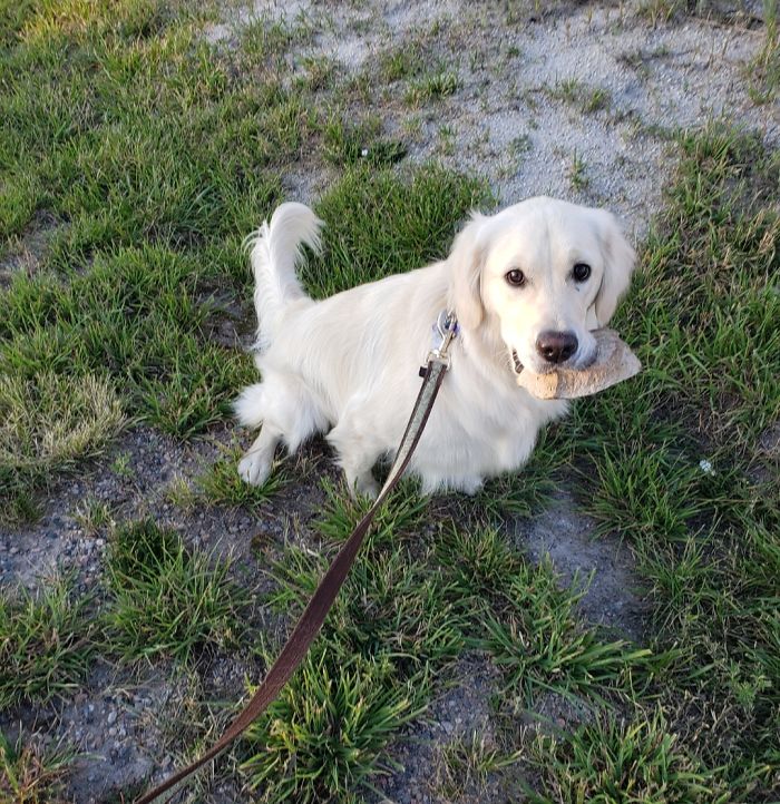 She Loves Finding The Most Perfect, Special Rock During Our Walks. When She Identifies It She Picks It Up To Take Home And Refuses To Put It Down... For Any Reason