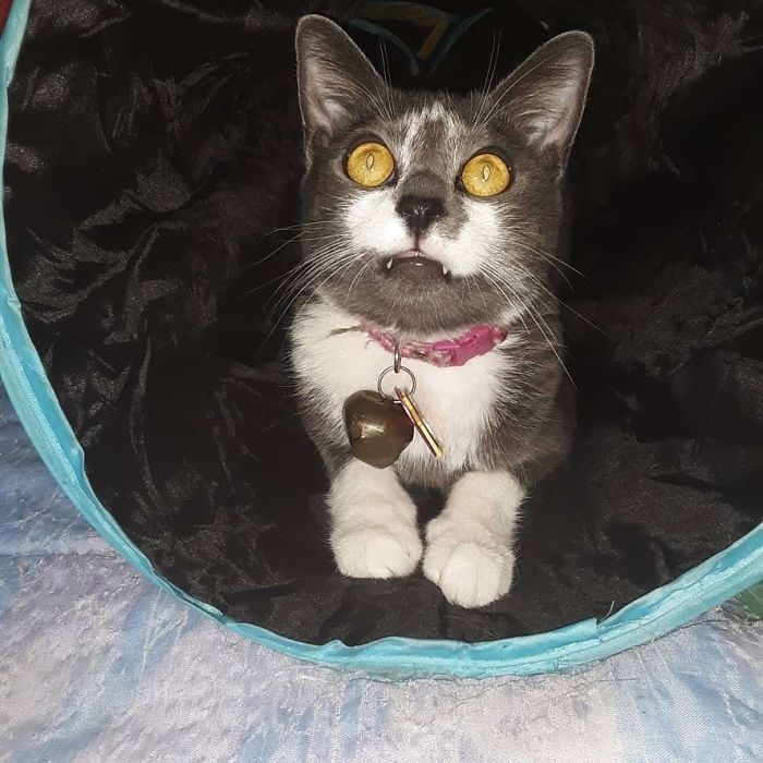 Smokey Hiding In The 4 Way Tube. When I Walk Next To It, He Loves To Swat At My Ankles While He's Inside.