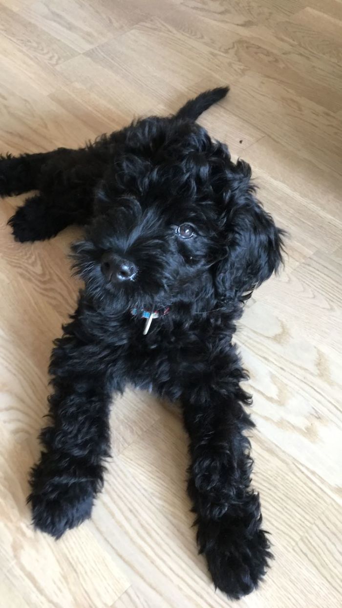 Zappa At 12 Weeks Looking For Some Catholic Girls To Seduce