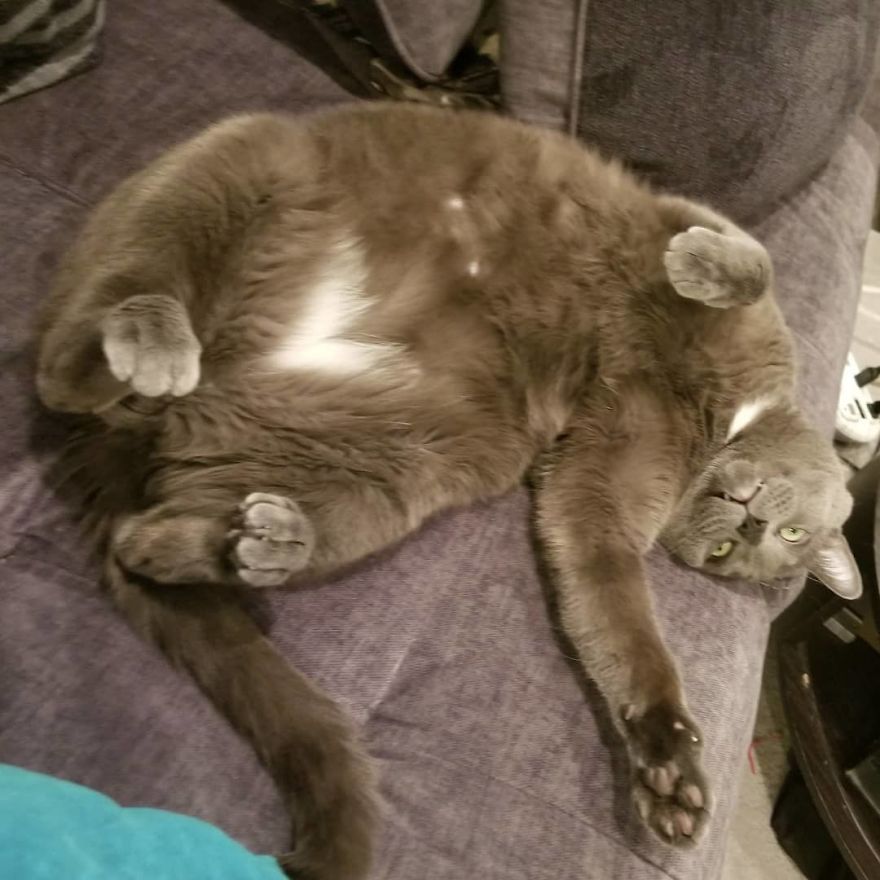 Woman Left Her Cat In Her Yard, Ran Outside After Hearing Screams To Find There Were Two Of Them And She Couldn't Tell Who Was Who