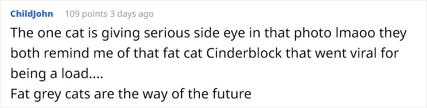 Woman Left Her Cat In Her Yard, Ran Outside After Hearing Screams To Find There Were Two Of Them And She Couldn't Tell Who Was Who