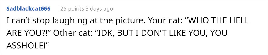 Woman Left Her Cat In Her Yard, Ran Outside After Hearing Screams To Find There Were Two Of Them And She Couldn't Tell Who Was Who