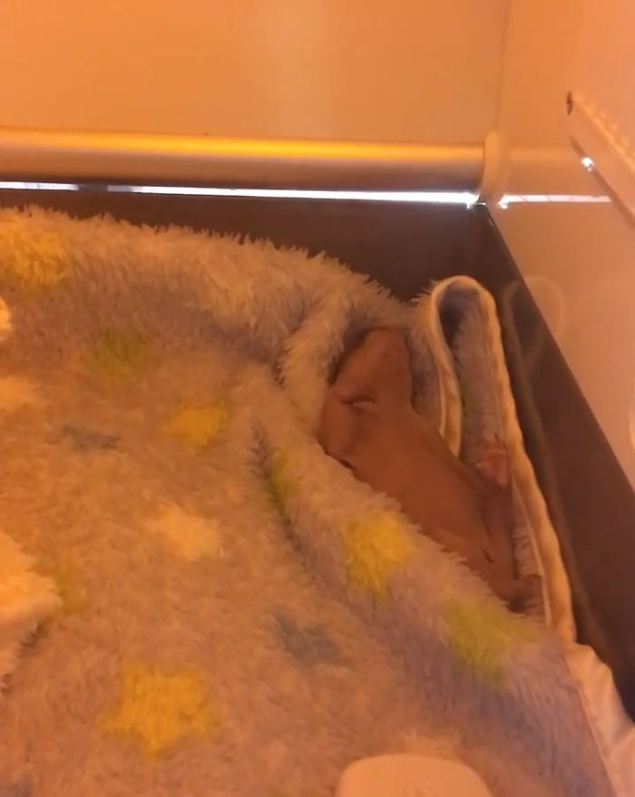 An Orphaned Baby Wombat Was Found In Her Dead Mother's Pouch Weighing Just 120 Grams, Got Rescued