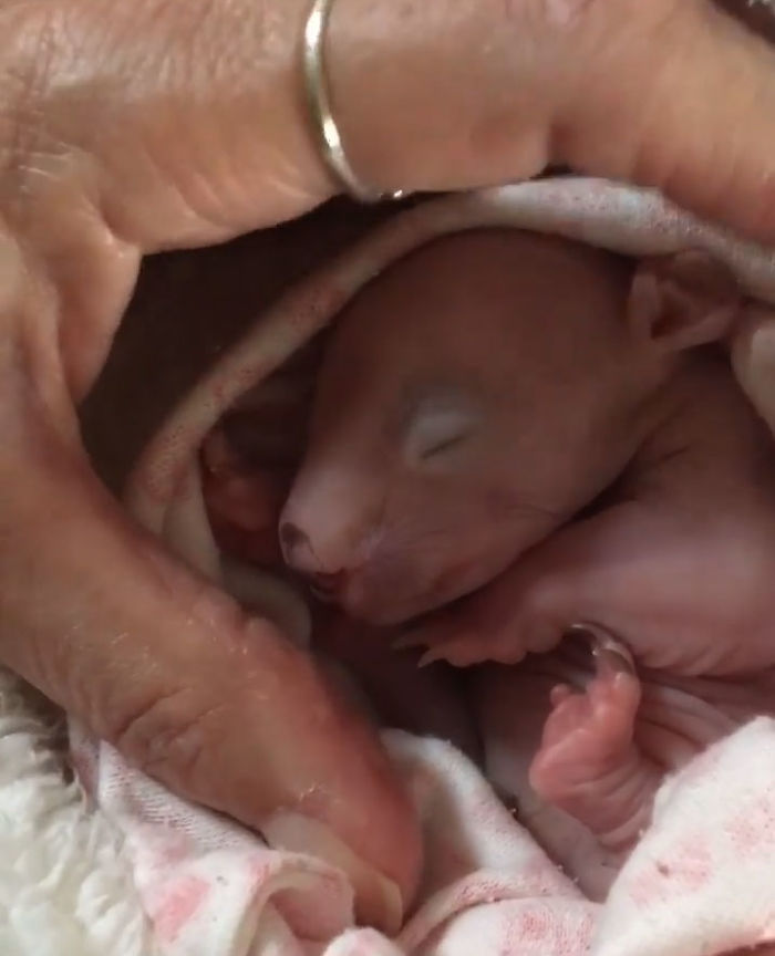 An Orphaned Baby Wombat Was Found In Her Dead Mother's Pouch Weighing Just 120 Grams, Got Rescued