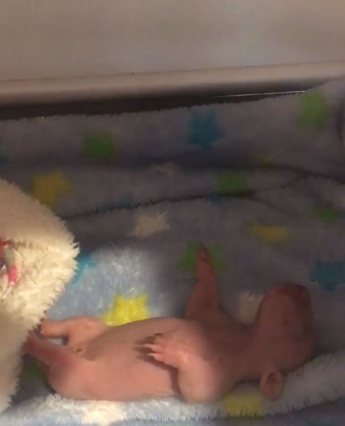 An Orphaned Baby Wombat Was Found In Her Dead Mother's Pouch Weighing Just 120 Grams, Got Rescued