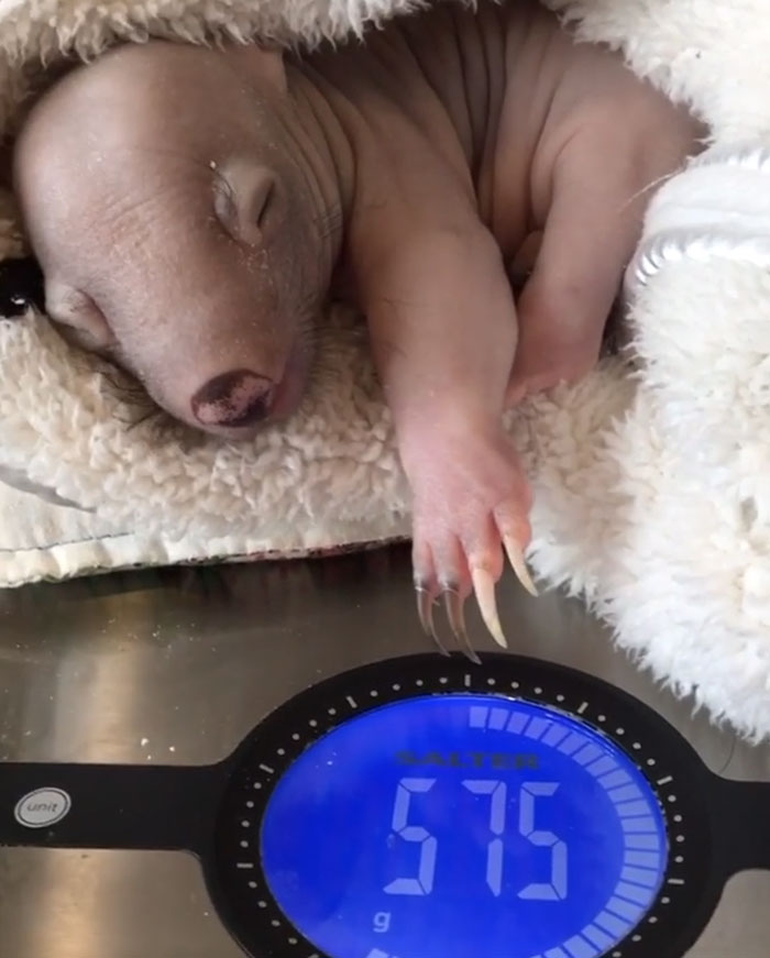 An Orphaned Baby Wombat Was Found In Her Dead Mother's Pouch Weighing Just 120 Grams, Got Rescued