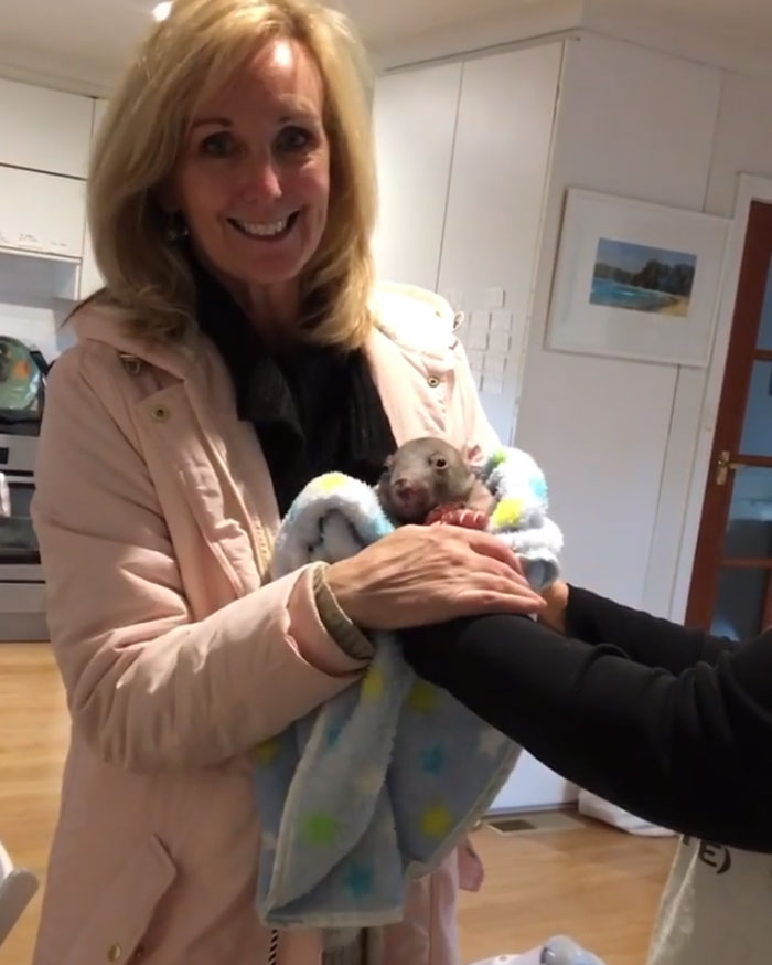 An Orphaned Baby Wombat Was Found In Her Dead Mother's Pouch Weighing Just 120 Grams, Got Rescued