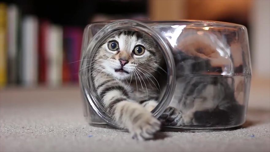 Video Of Kitten Having The Time Of His Life Inside Of A Fishbowl Goes Viral