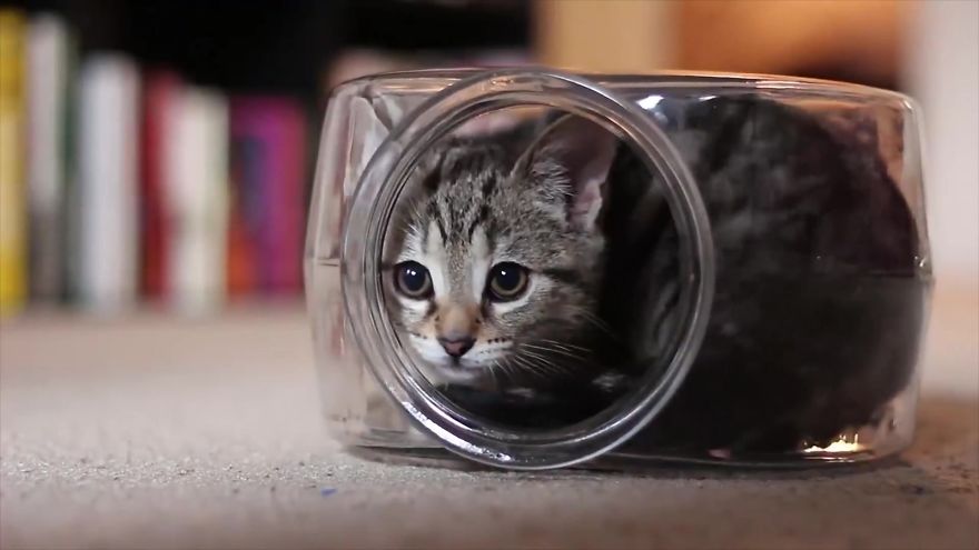 Video Of Kitten Having The Time Of His Life Inside Of A Fishbowl Goes Viral