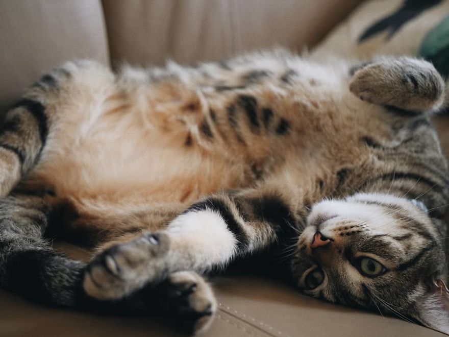 Video Of Kitten Having The Time Of His Life Inside Of A Fishbowl Goes Viral