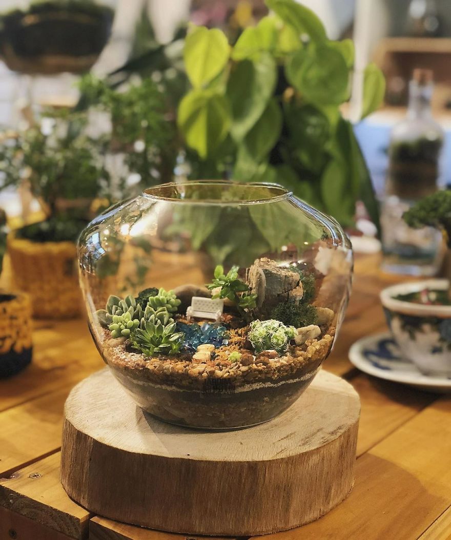 This Company Makes Incredible Micro Ecosystems In Pots And You Will Definitely Want One In Your Home