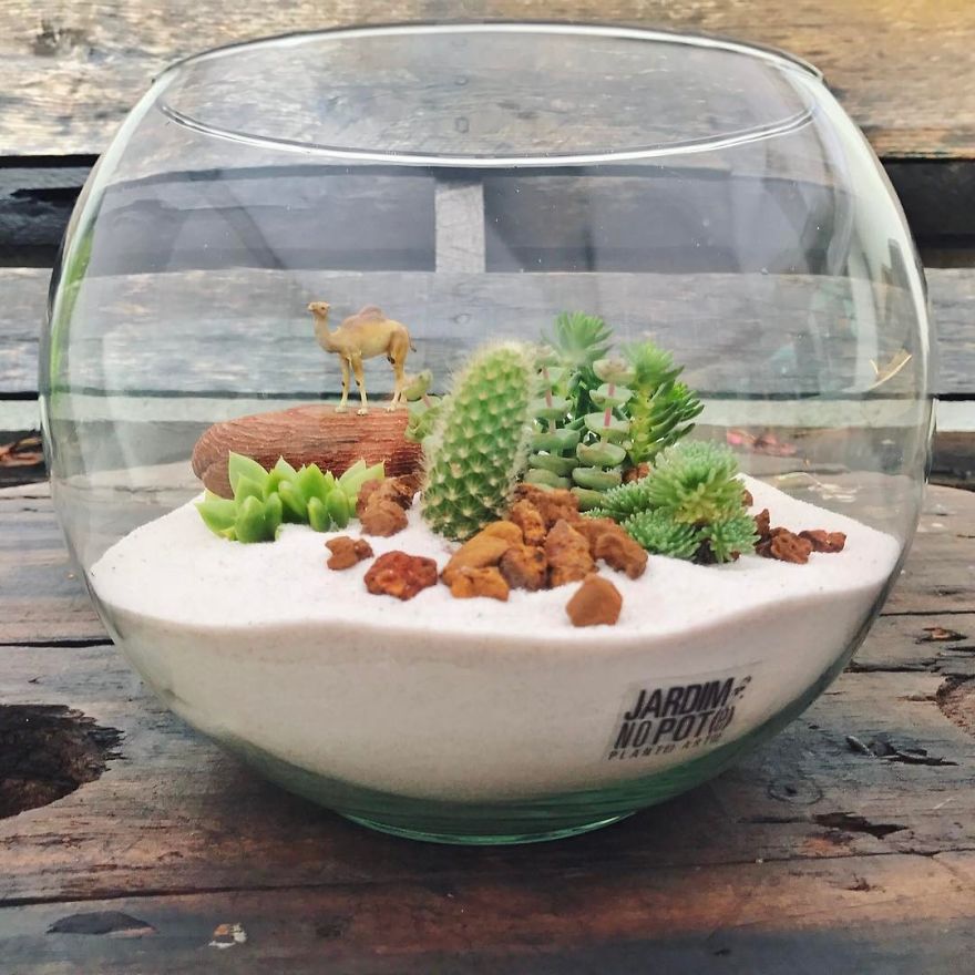This Company Makes Incredible Micro Ecosystems In Pots And You Will Definitely Want One In Your Home
