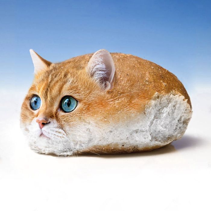 Catloaf