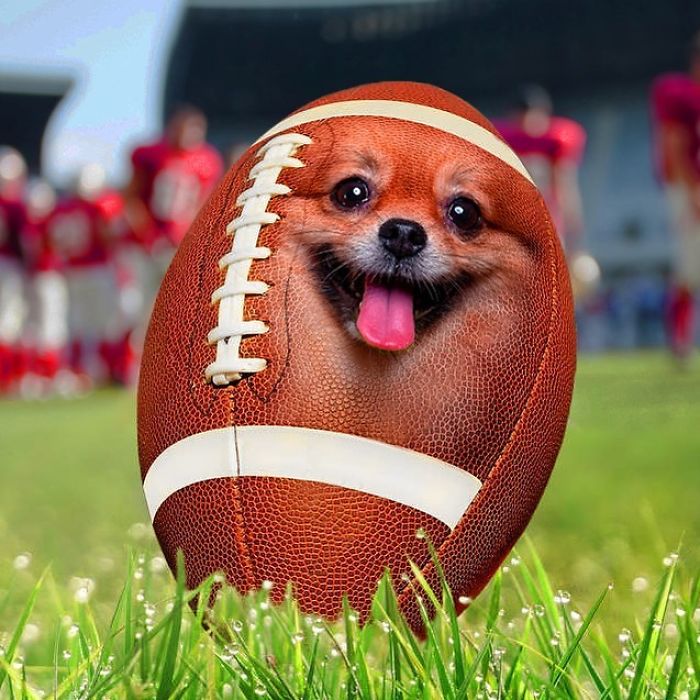 Puppybowl 