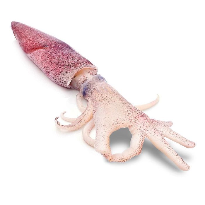 Are You Squidding Me?