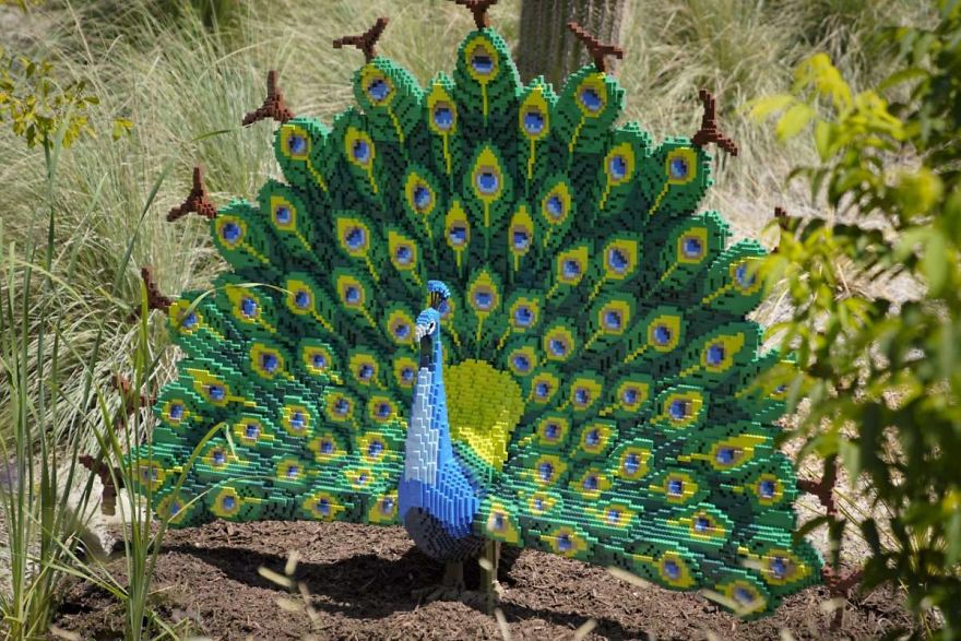 Peacock