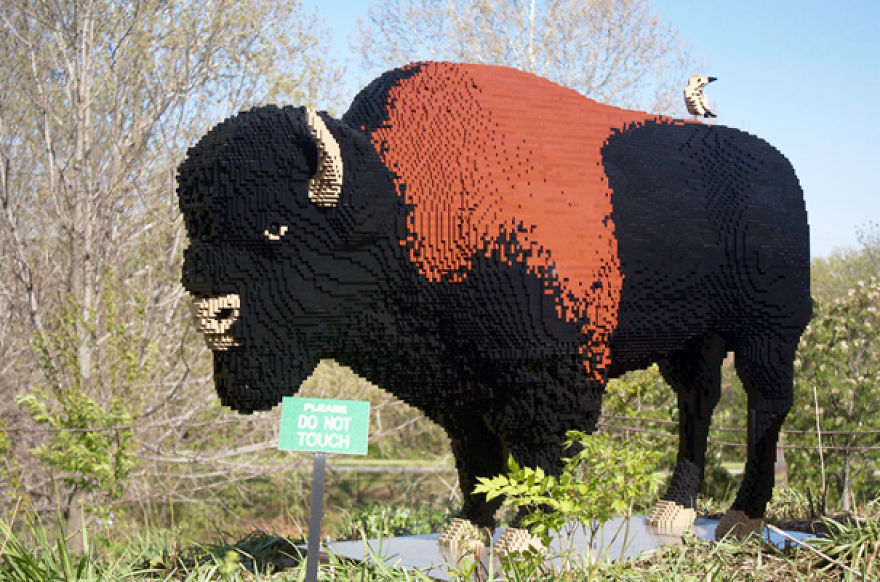 Buffalo