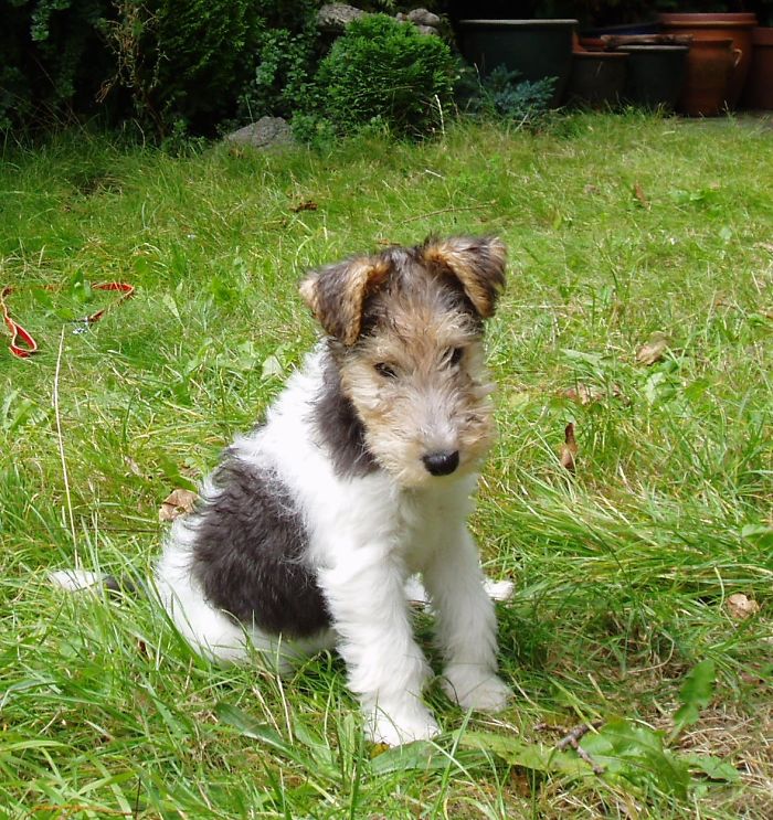 My Little Tilly Pup!