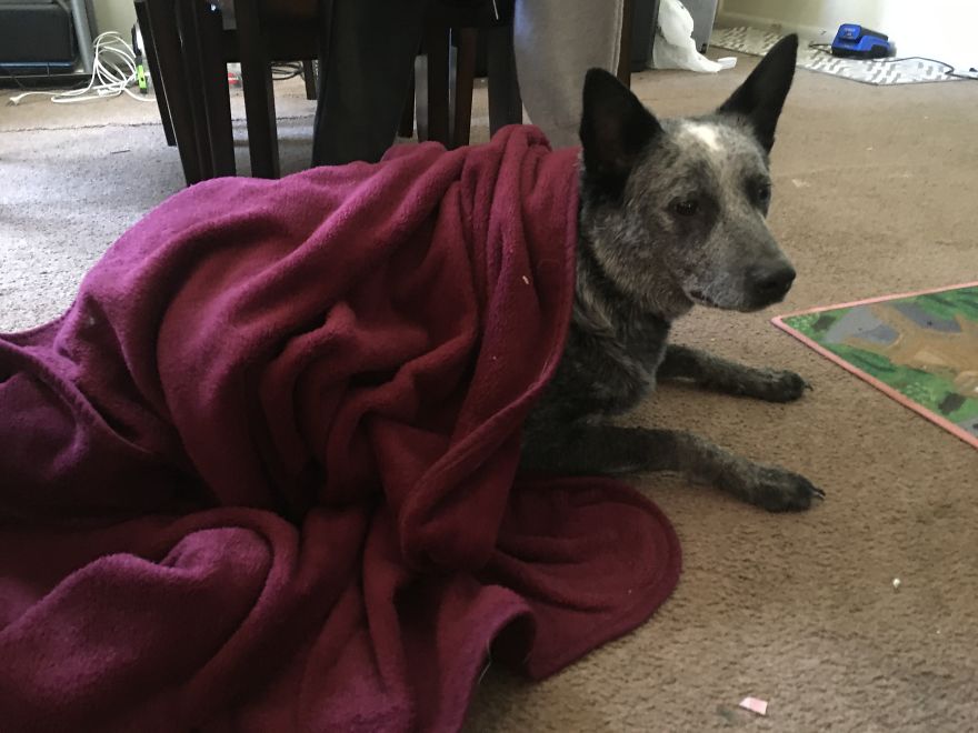 Types Of Doggos In This World