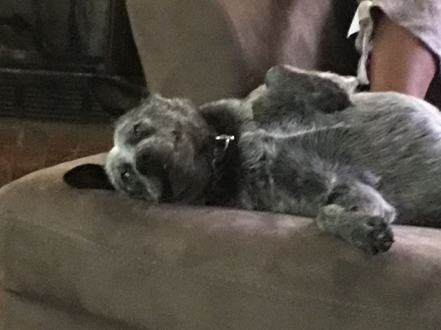 Types Of Doggos In This World