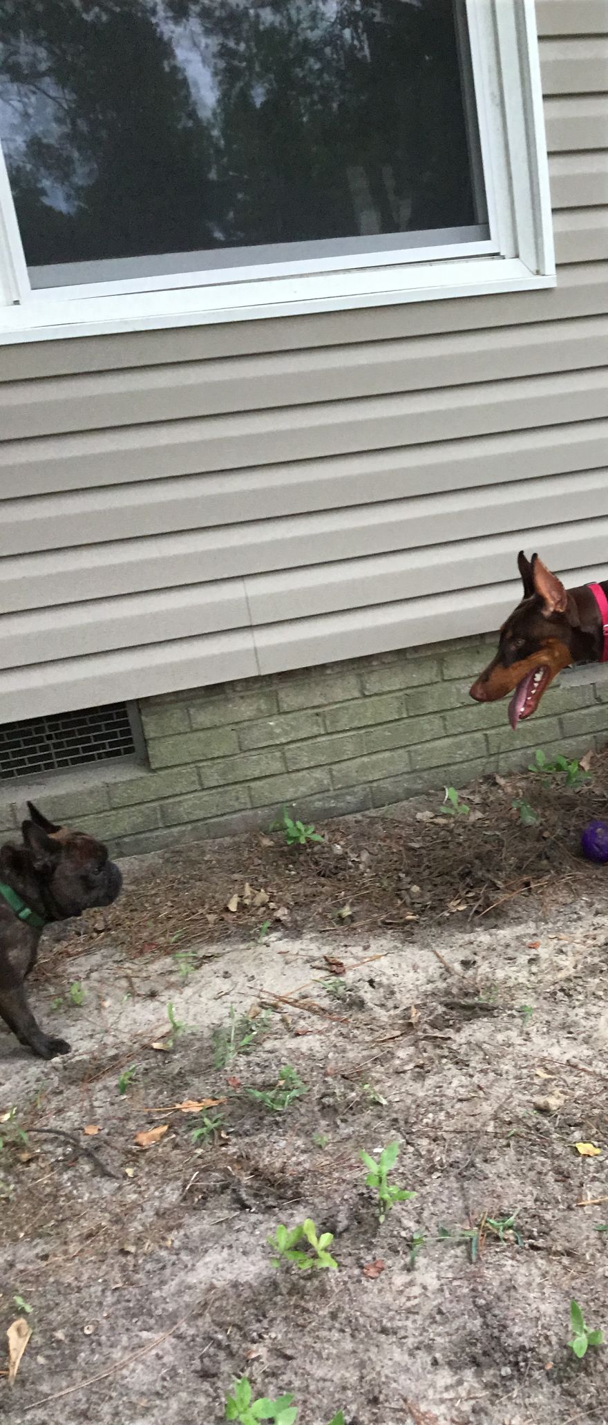 Types Of Doggos In This World