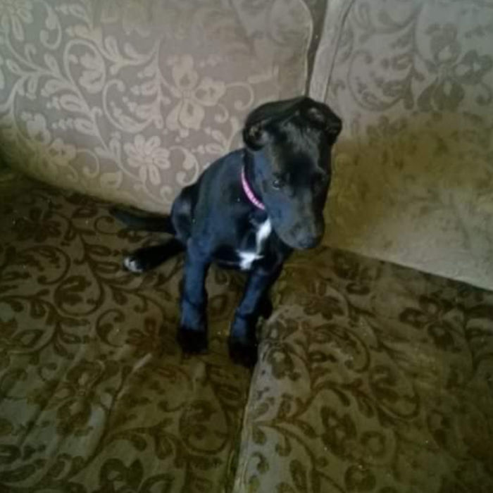 Sally A Little Bit After We Adopted Her From A Shelter At About 10 Weeks Old. Her Ears Were So Big And Bendy That They Tended To Bend Above Her Head Like This. Not Sure Why, But It's Not Like That Anymore :')