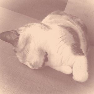 olmedoawesomeness avatar