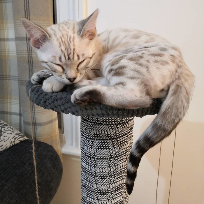 Sweet Bengal Bagel Nap