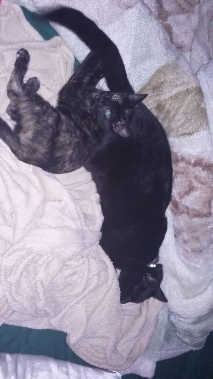 Little Lucy~ The Tortoise Shell And Kai~ He Hated Her When She First Showed Up At Six Months Since He Was Was About 4 When She Arrived