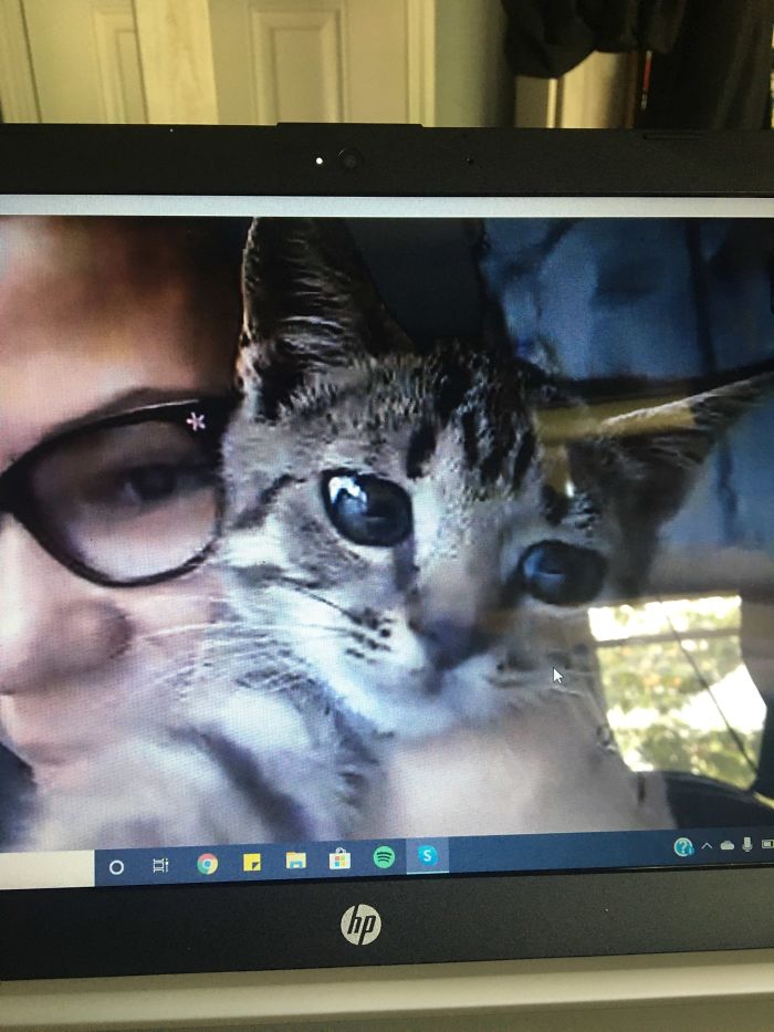 Athena The Kitty Cat! We Got Her On Thursday. Sadly, She Had To Be Re-Homed Due To Complications That Were Out Of Anyone's Control, But She's With A Lovely Family That We Know Well Now