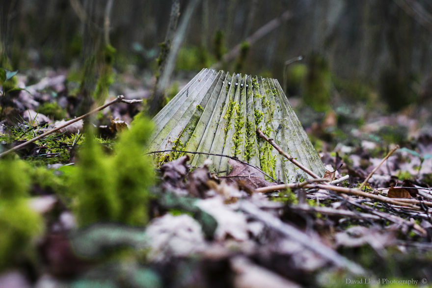 In The Shade Of The Woods