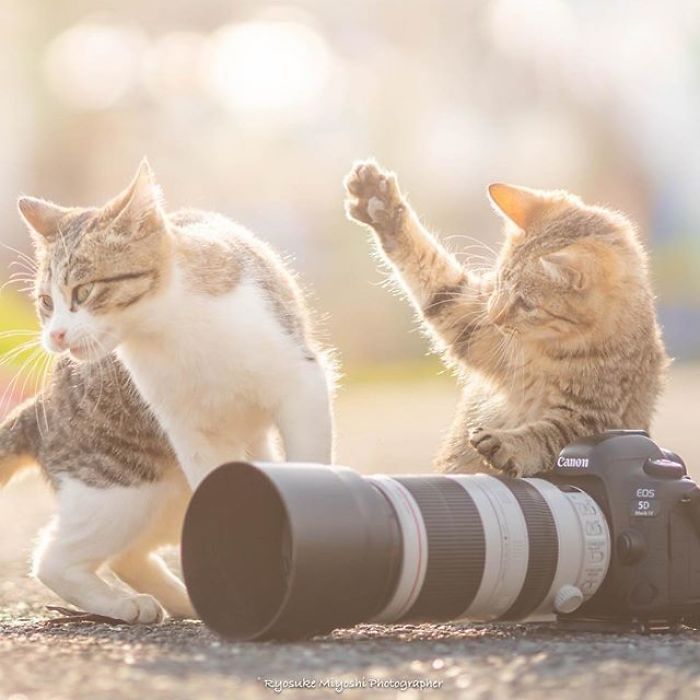 You Will Fall In Love With These Purrfessional Photographe
