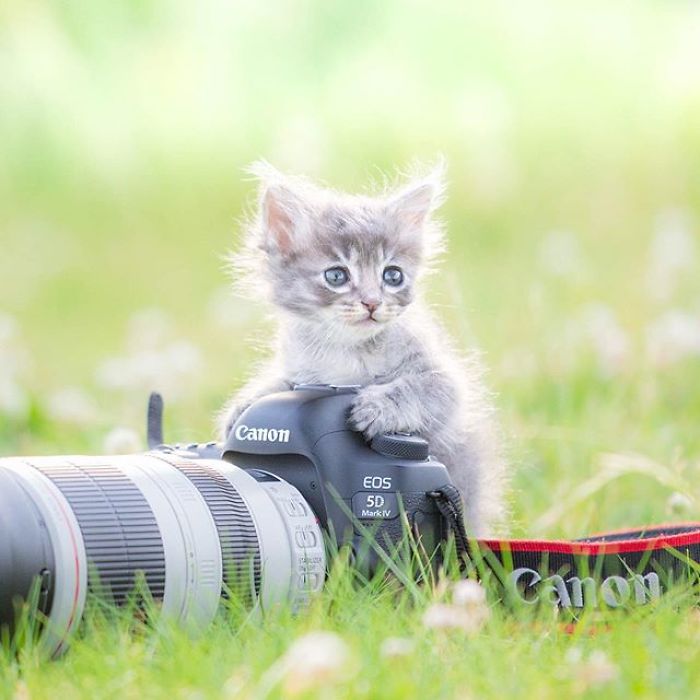You Will Fall In Love With These Purrfessional Photographe