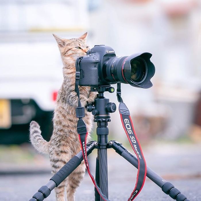 You Will Fall In Love With These Purrfessional Photographe
