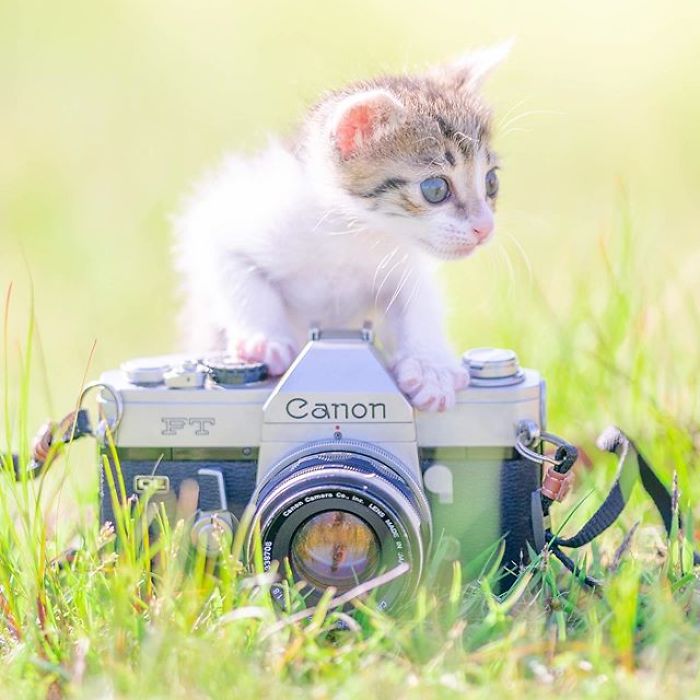 You Will Fall In Love With These Purrfessional Photographe
